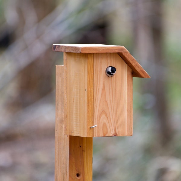 Chickadees - Cedar bird house