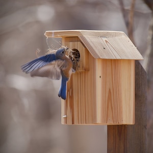 ML. Eastern Bluebird - Cedar bird house