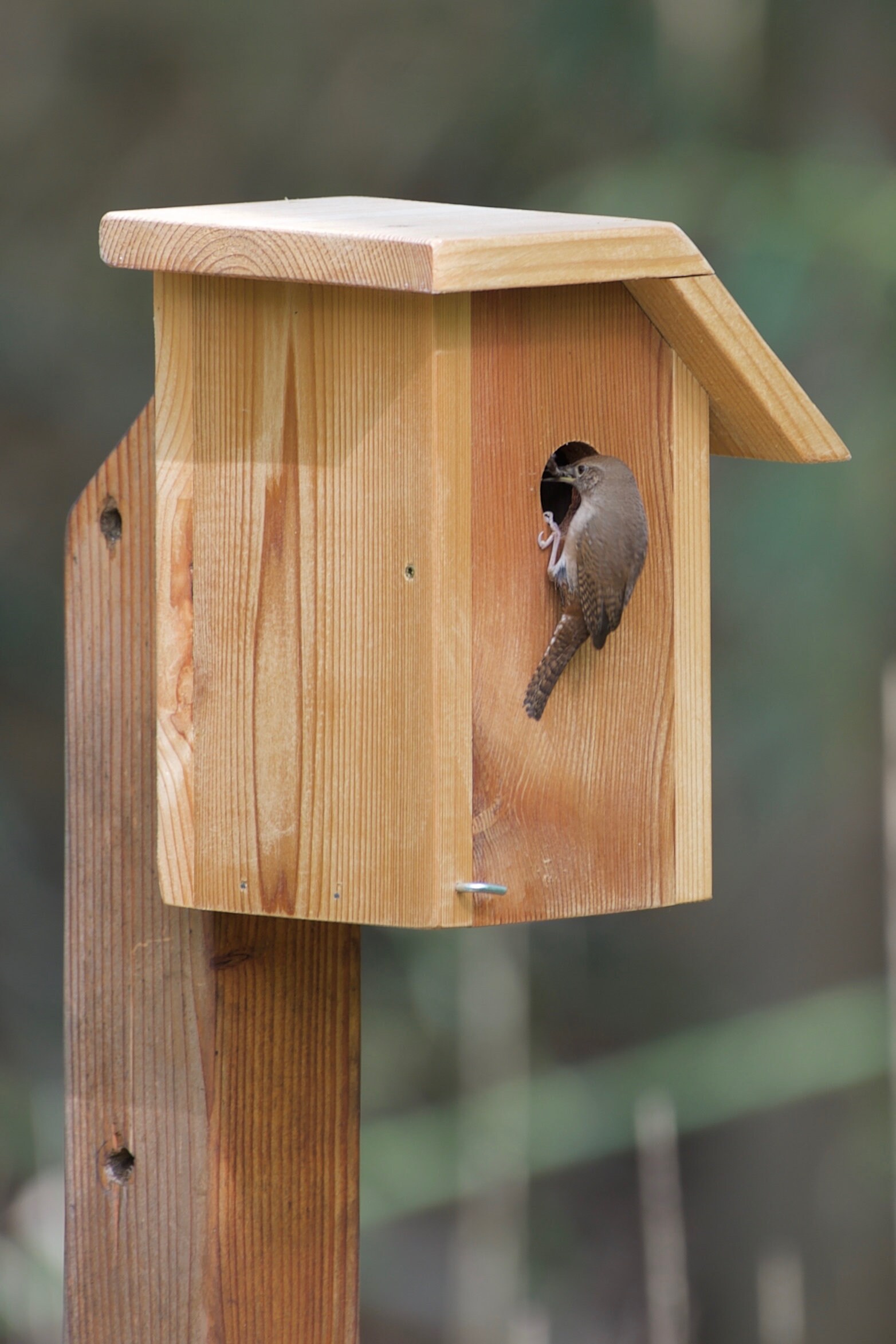House Wren Cedar Bird House Etsy