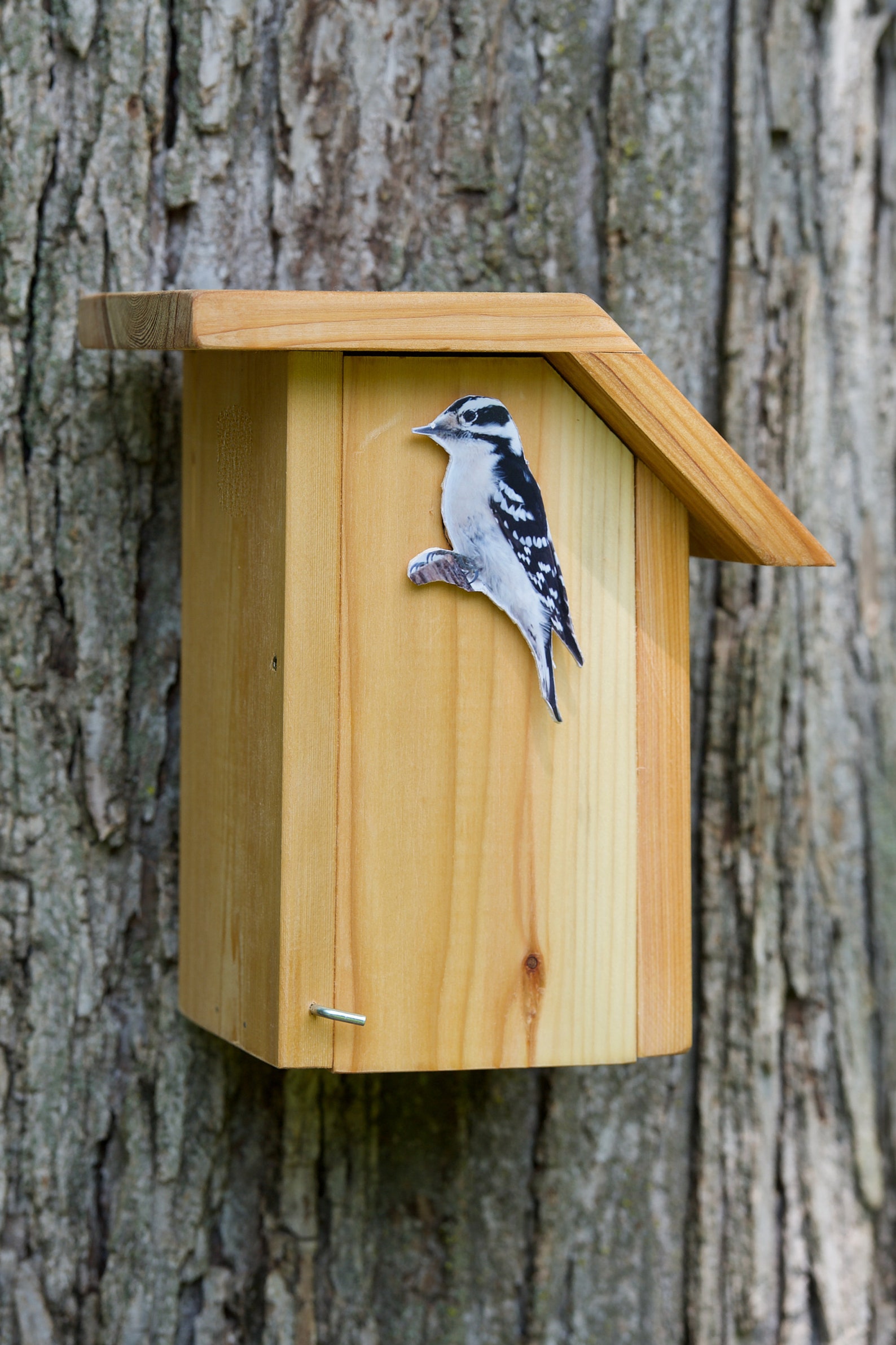 Downy Woodpecker Cedar Bird House - Etsy