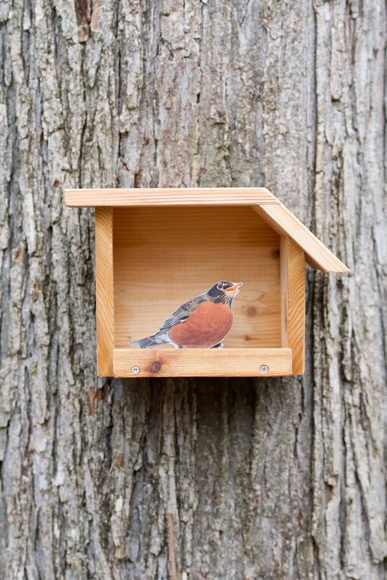 American Robin Open nest box Etsy