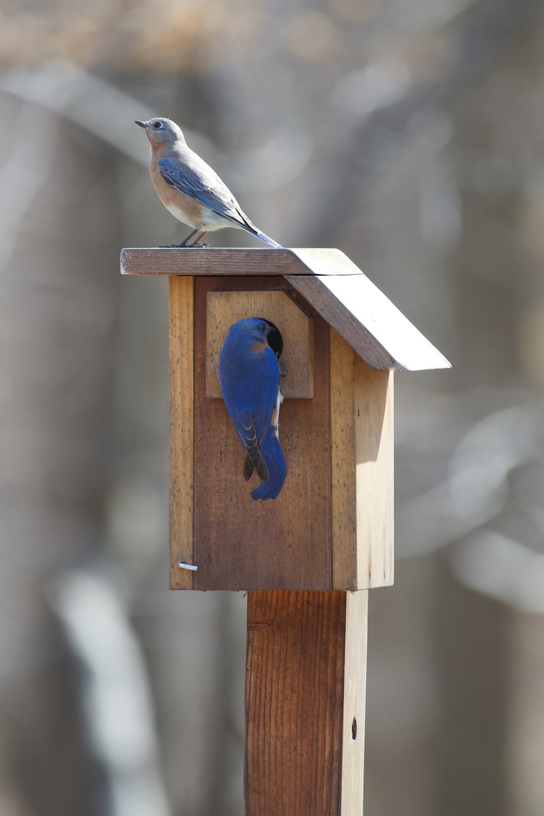 Eastern Bluebird Cedar bird house Etsy