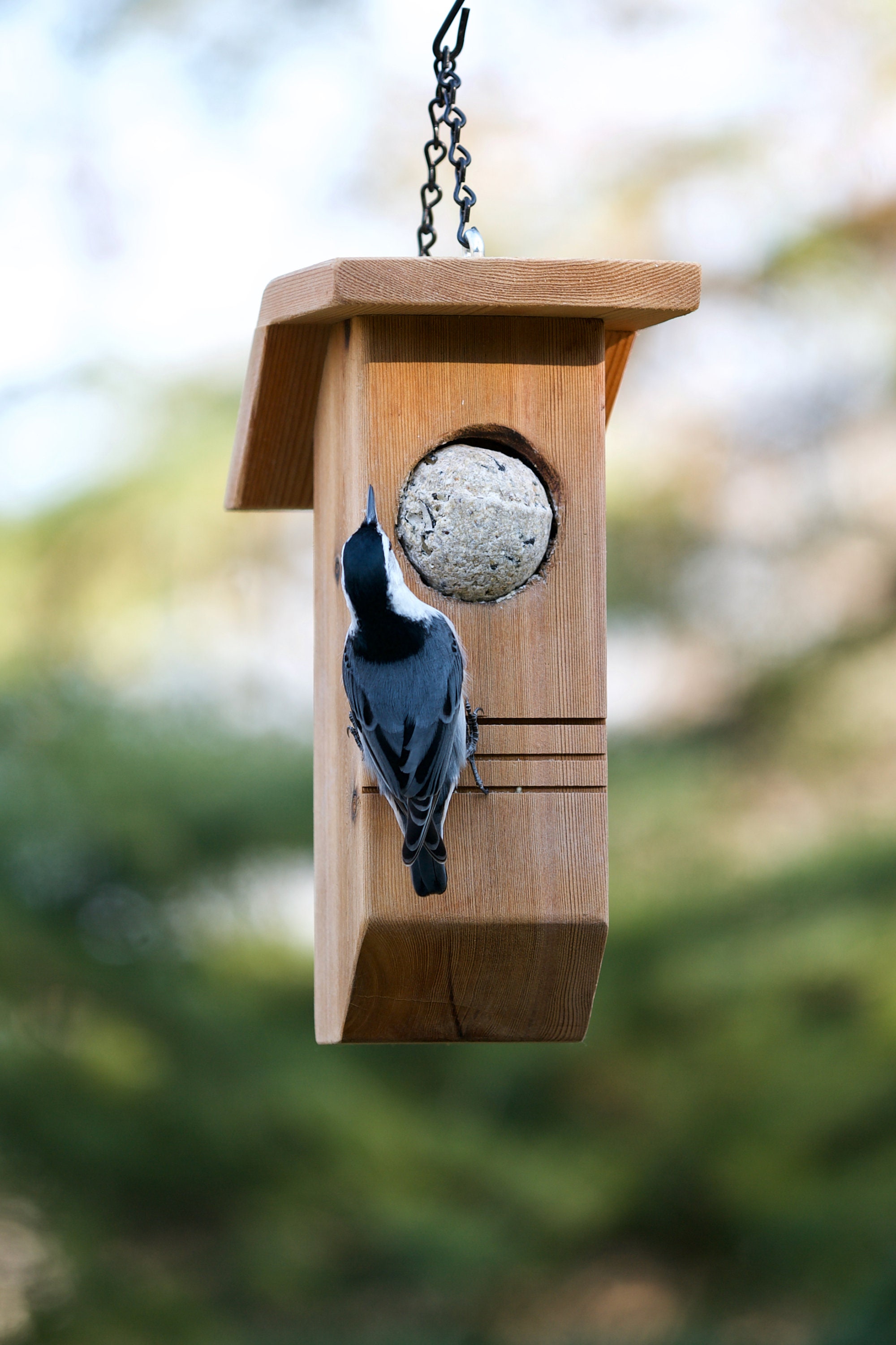 Suet Ball Feeder Etsy