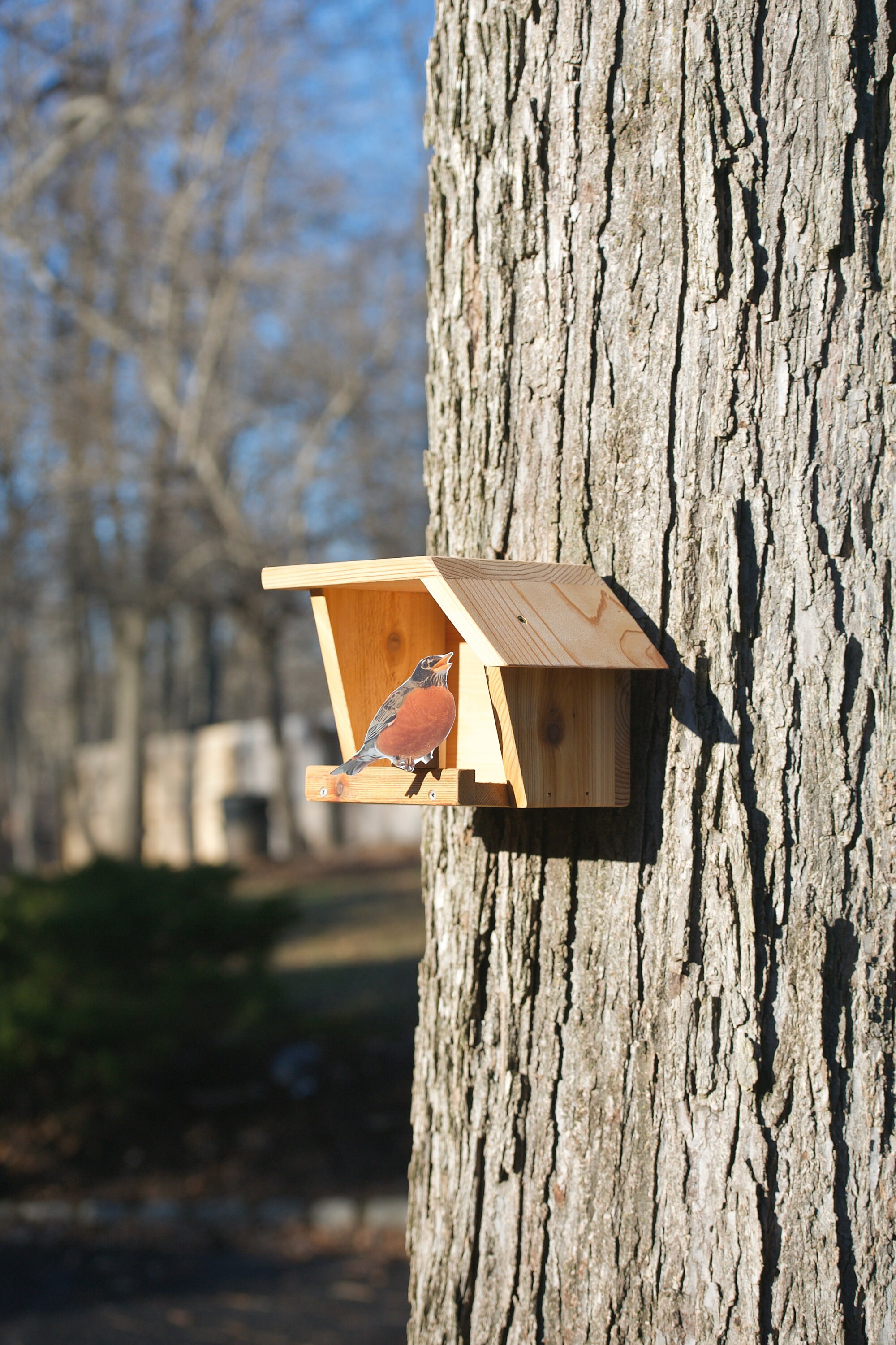 American Robin Open nest box Etsy