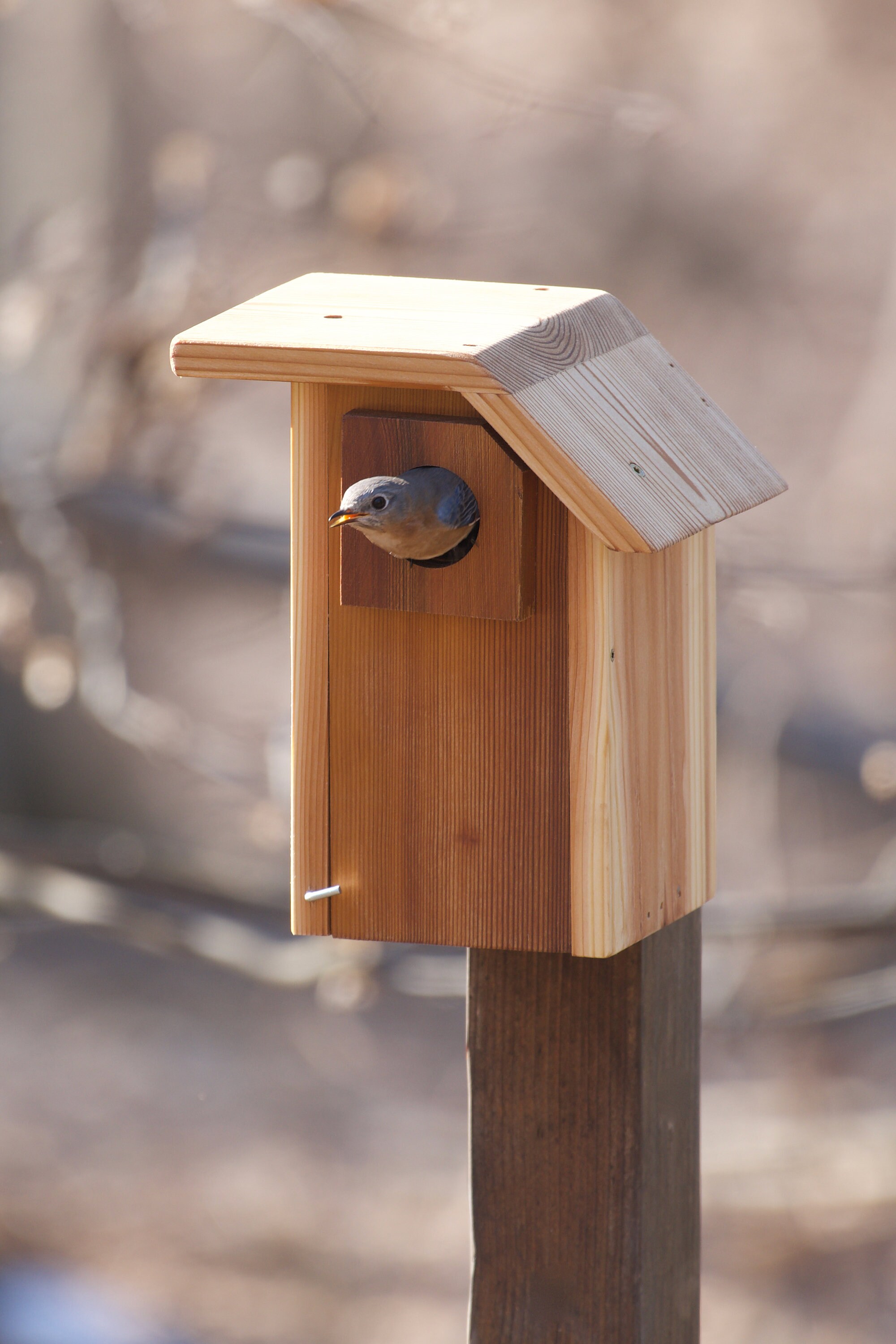Eastern Bluebird Cedar Bird House Etsy