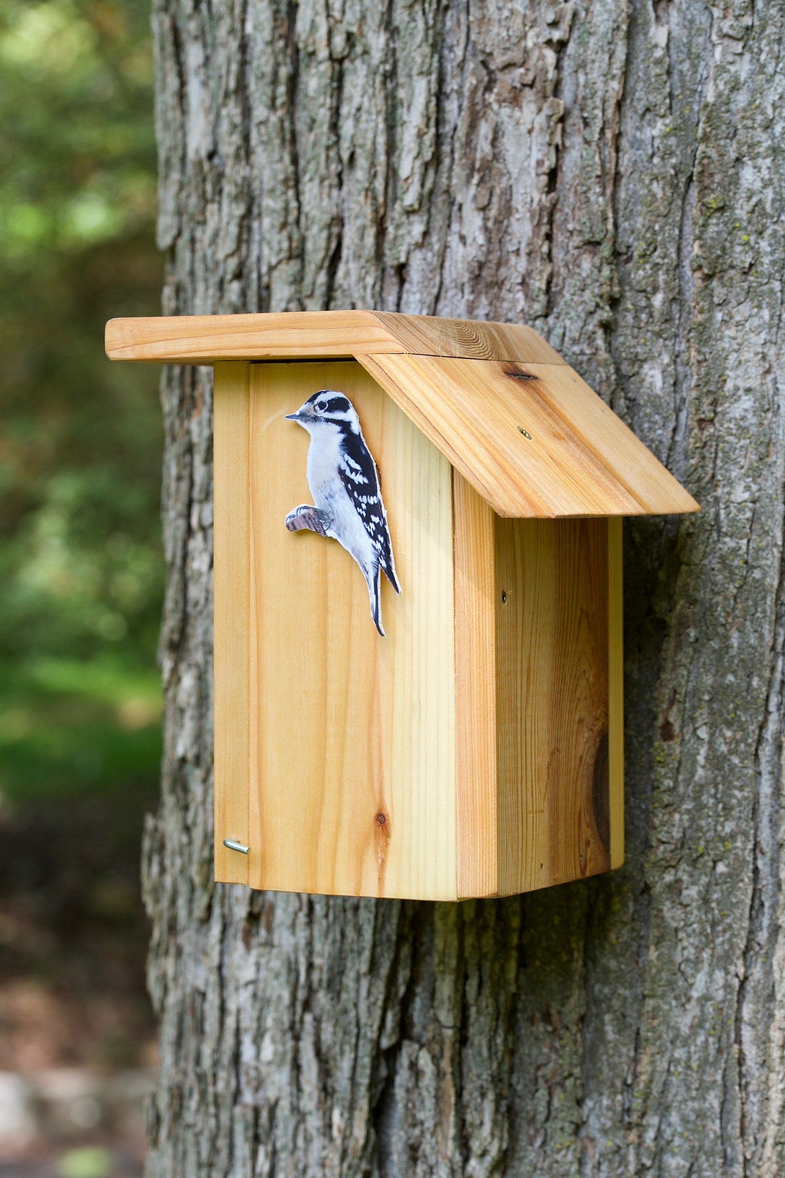 Downy Woodpecker Cedar bird house | Etsy