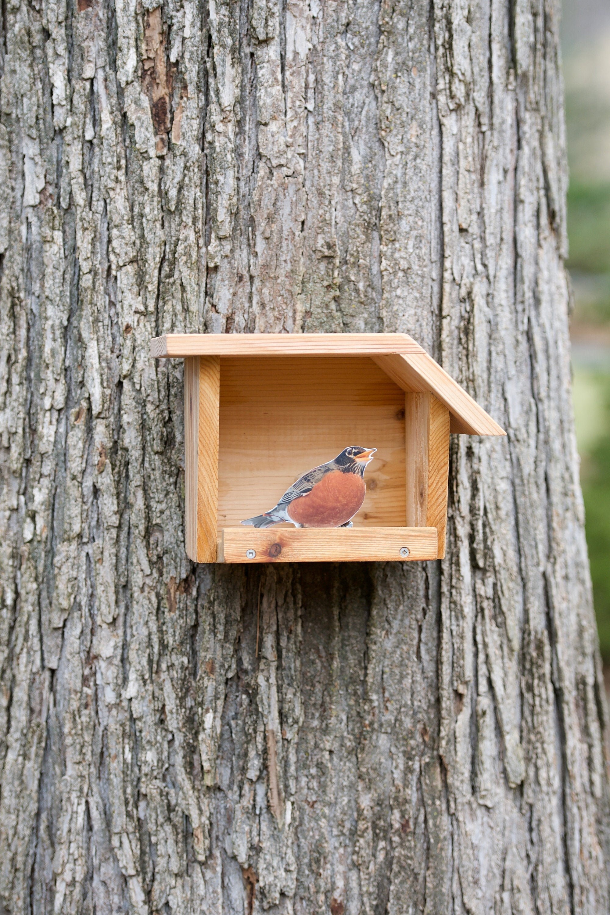 American Robin Open nest box Etsy