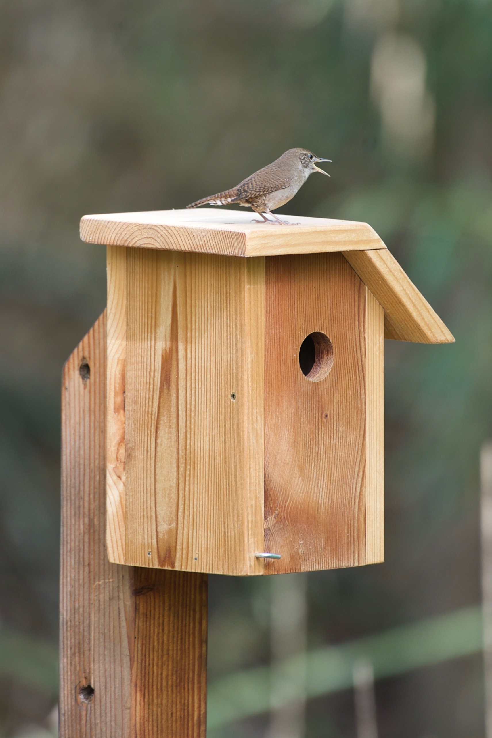 House Wren Cedar Bird House Etsy