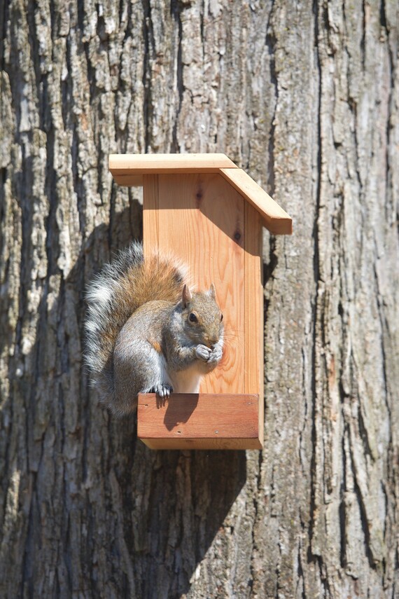 Squirrel Feeder Cedar Nuts Dispenser Etsy