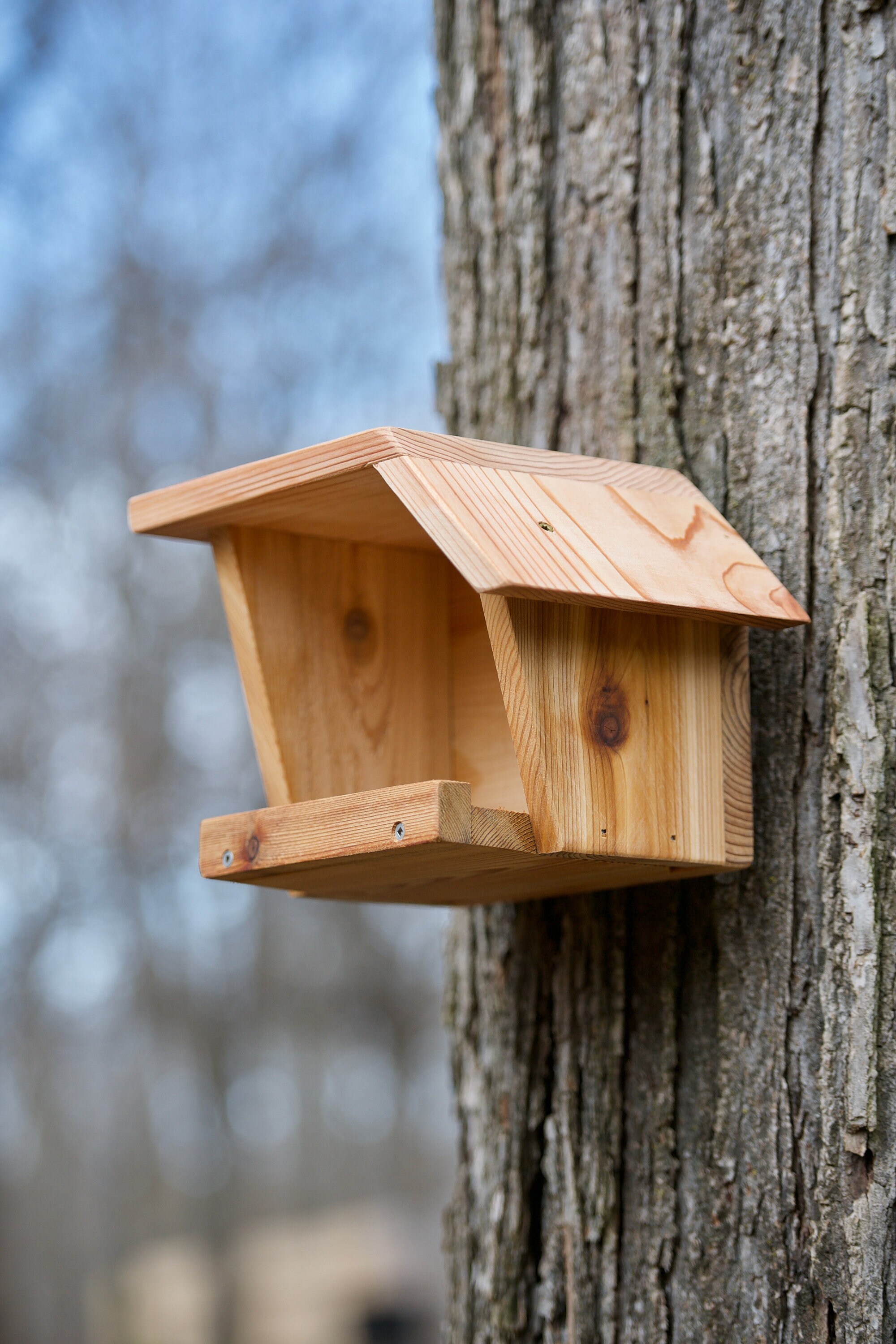 American Robin Cedar Nest Box Etsy