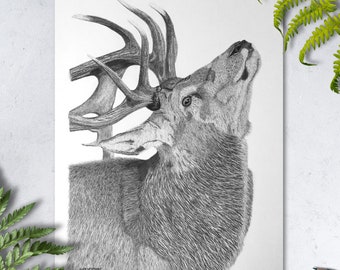 Red Deer #3 - Original Graphite Drawing. Signed by the Artist.