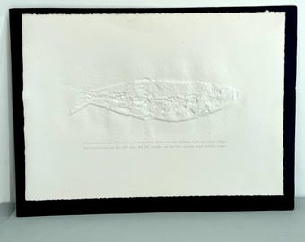 X線骨！大型で天然のディプロミスタス魚化石 ワイオミング州産 623g