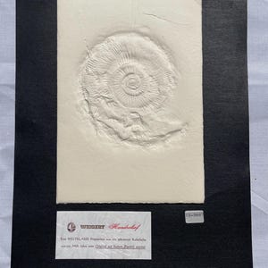 Carta per goffratura fossile vintage – Ammonite su cartoncino (beige), edizione limitata n. 18 di 300 – Museo Bergér Eichstätt (anni '70)