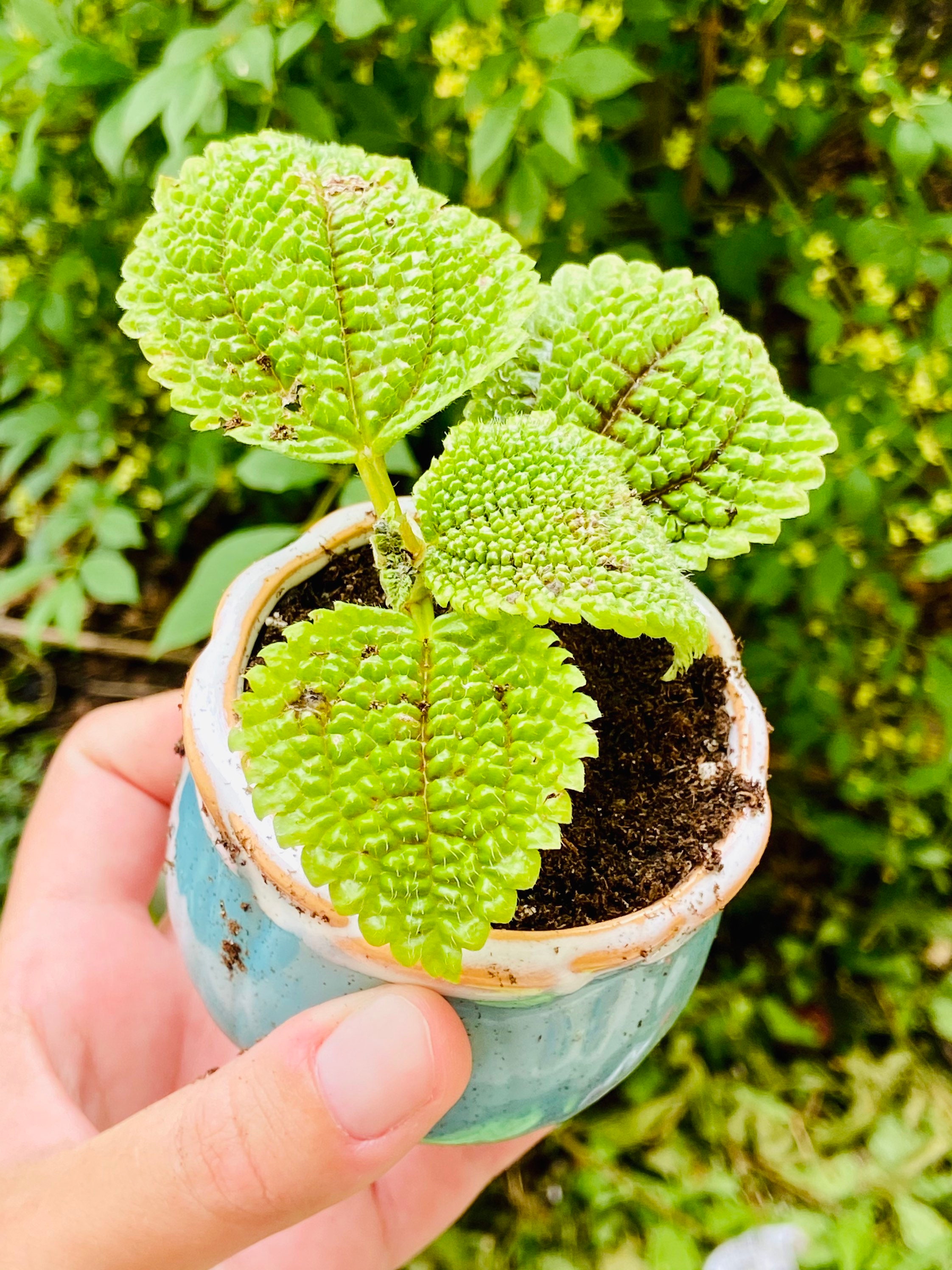 2.5 Moon Valley Pilea Involucrata Live Houseplant Etsy