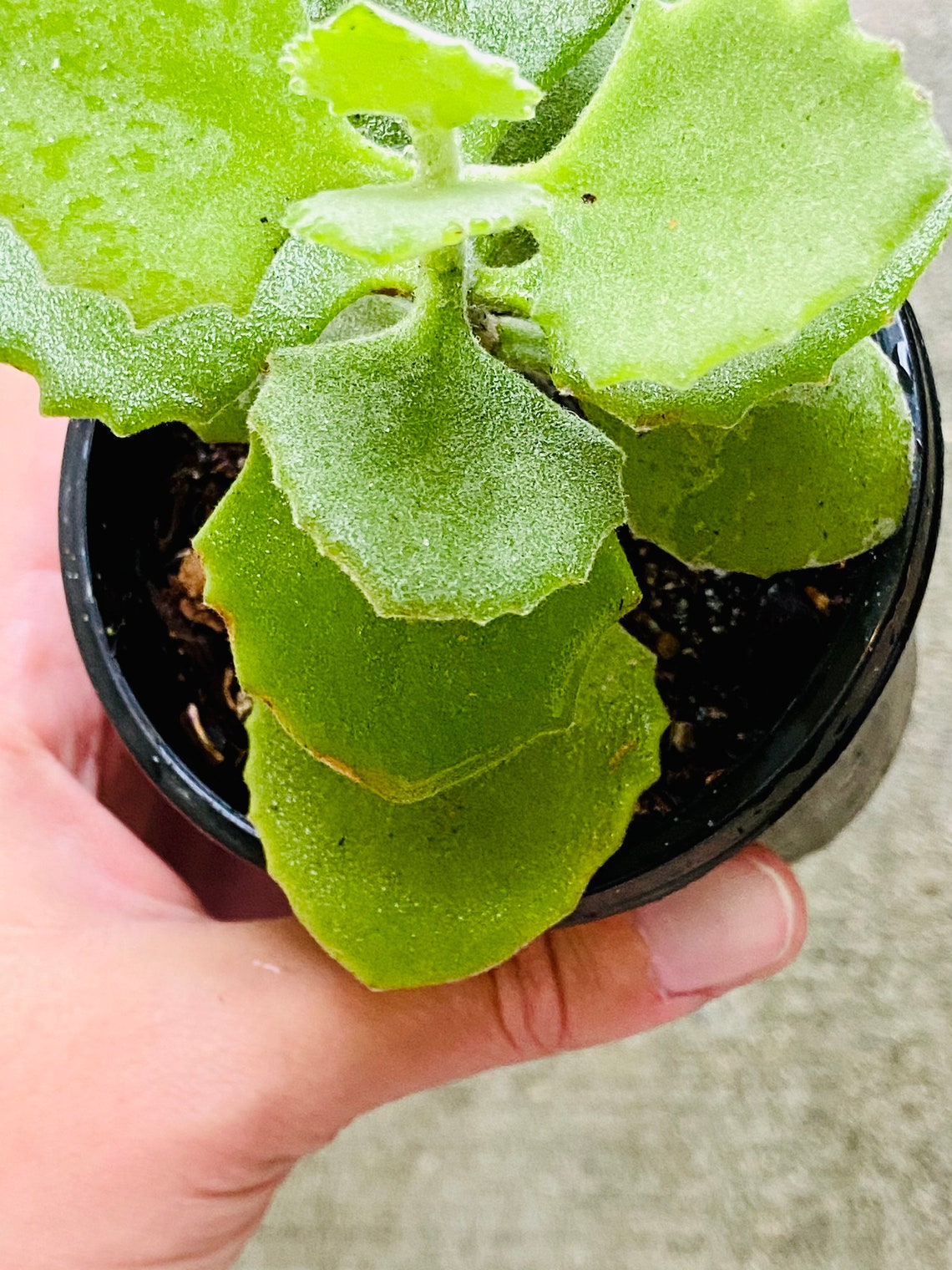 3 Soft Touch Millot Kalanchoe Succulent Live Plant | Etsy