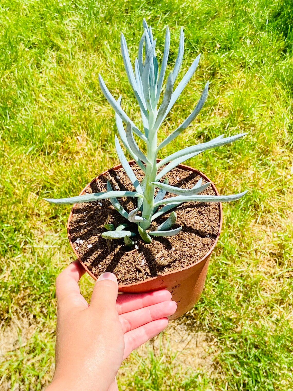 6 Live Blue Chalksticks Senecio Serpens Live Succulents Etsy