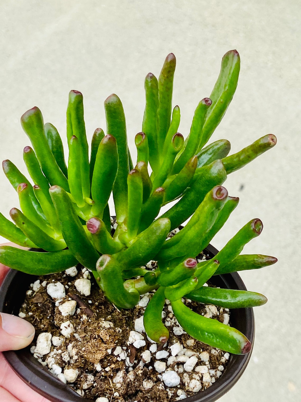 Ogres Ears Succulent Care