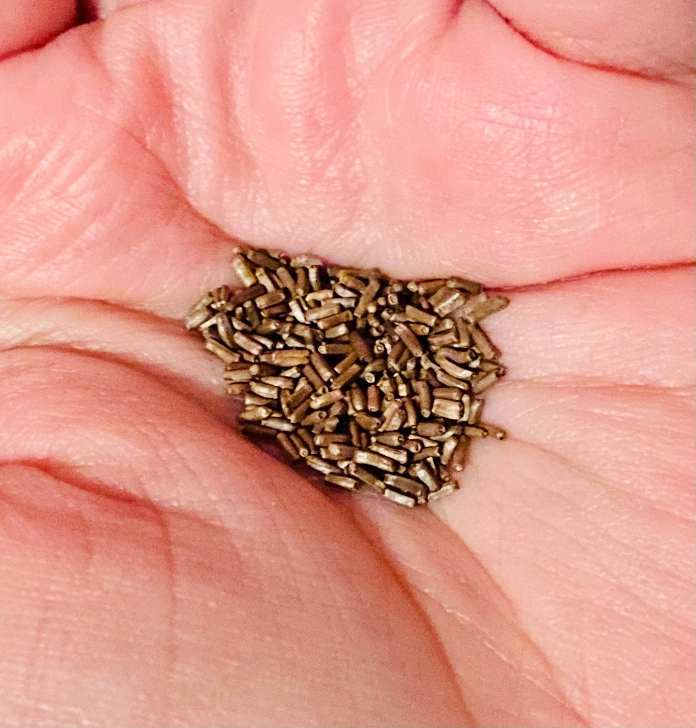 Straw flower Tall Mix Seed Packet Etsy