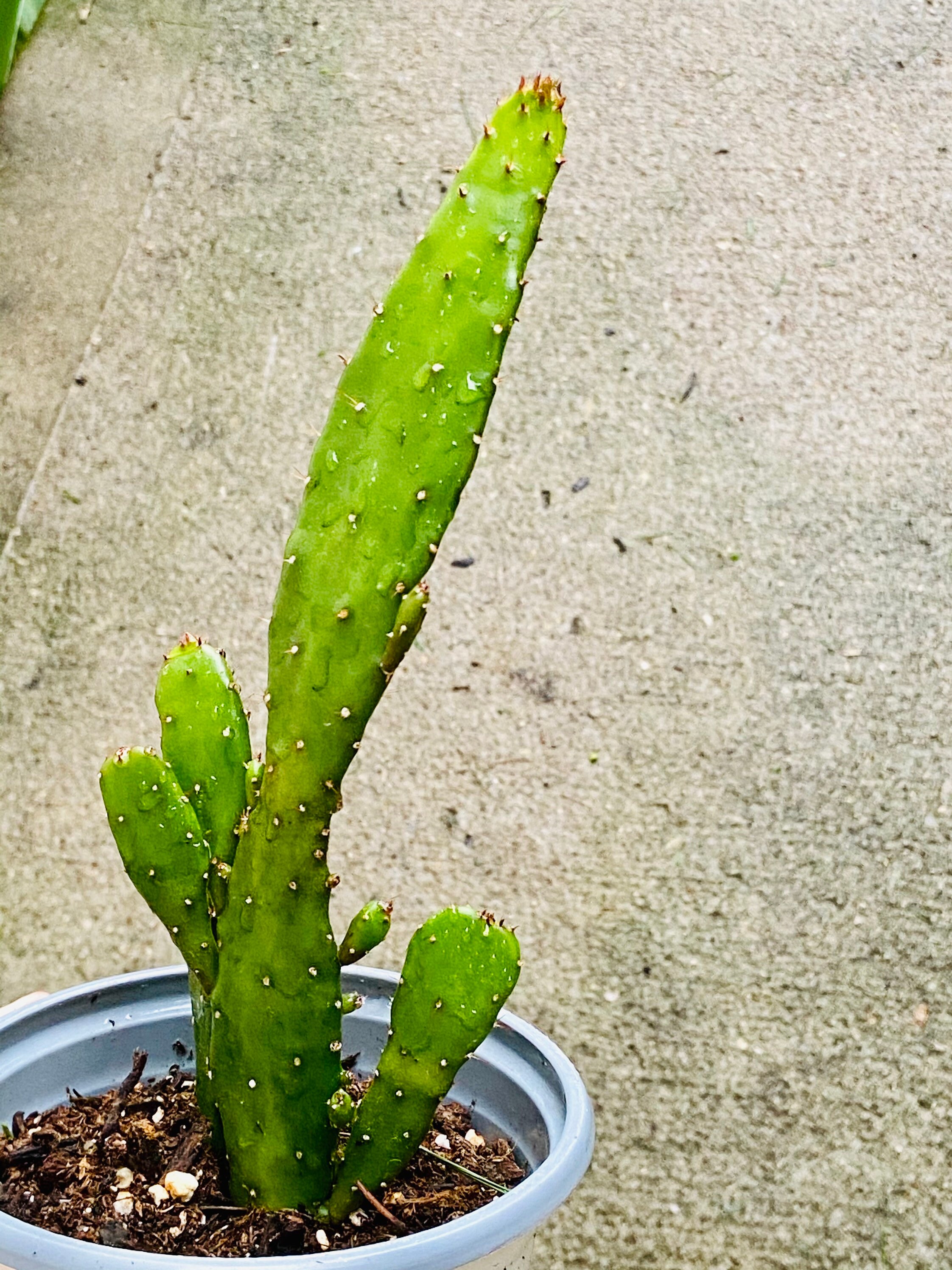 4 Road Kill Cactus Planta en vivo Consolea Rubescens Etsy