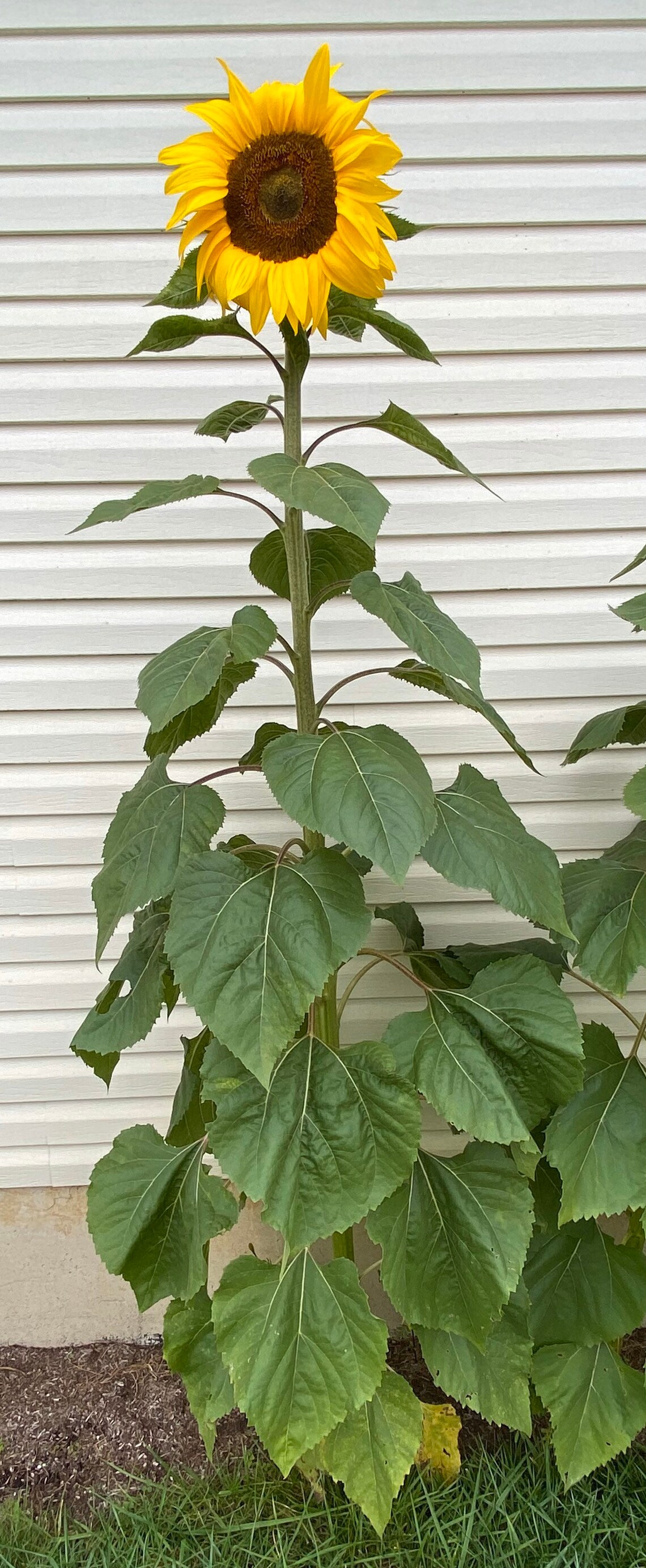 Mammoth Sunflower Seeds Russian Mammoth Seed Packet Etsy