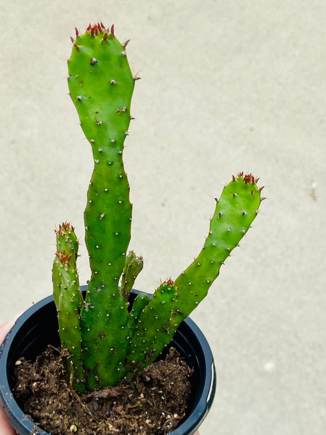 4 Road Kill Cactus Plante vivante Consolea Rubescens Etsy Canada