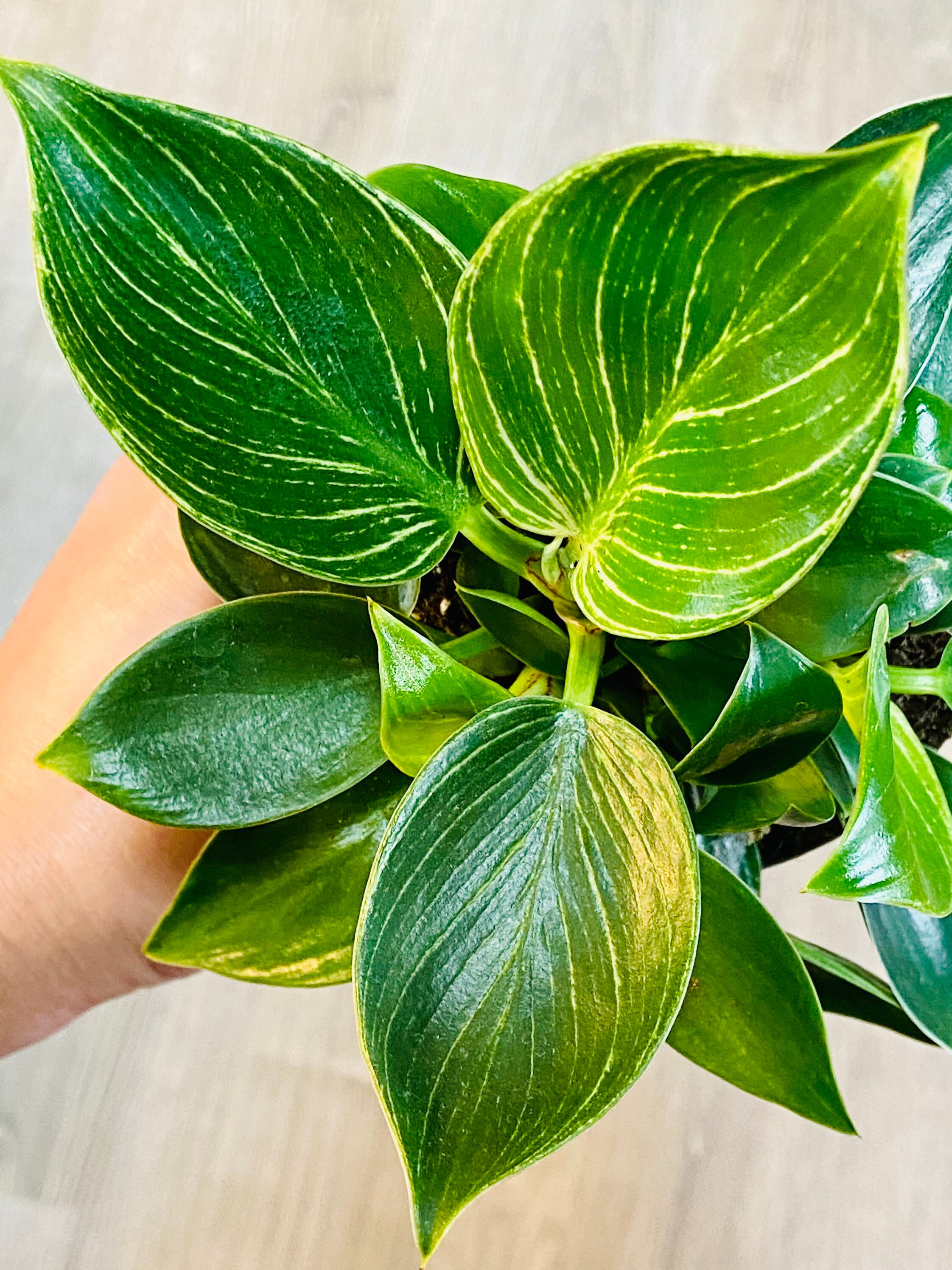 5 Philodendron Birkin Rare Variegated Philo Live House Etsy