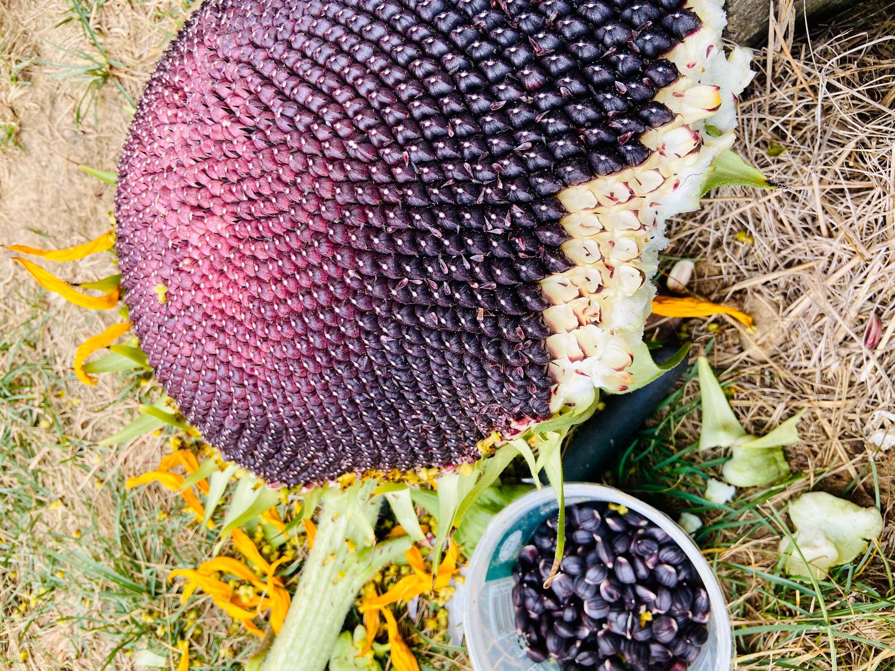 Mammoth Sunflower Seeds Russian Mammoth Seed Packet Etsy