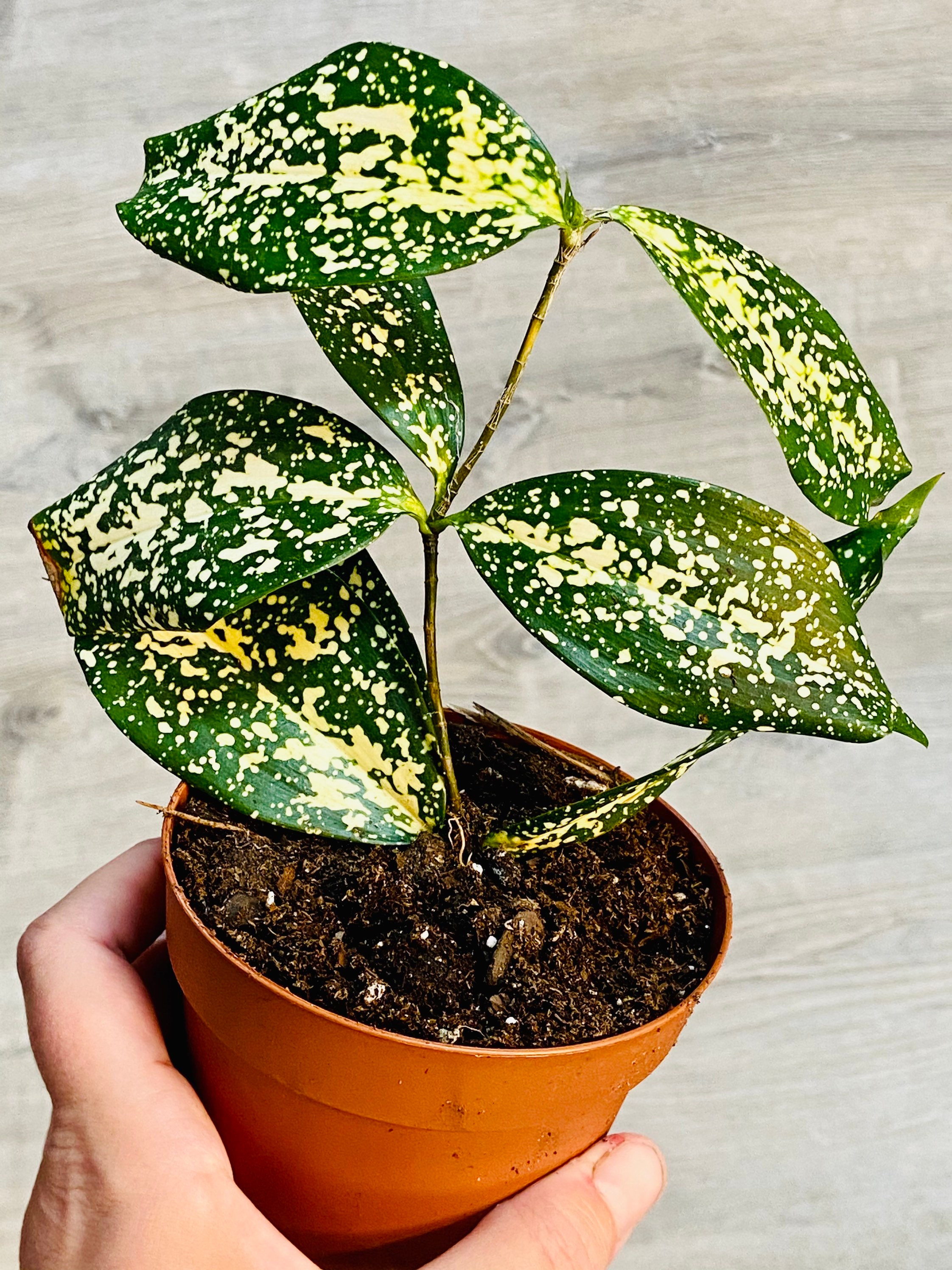 4 Dracaena Godseffiana Florida Beauty Live Rare House Plant Etsy