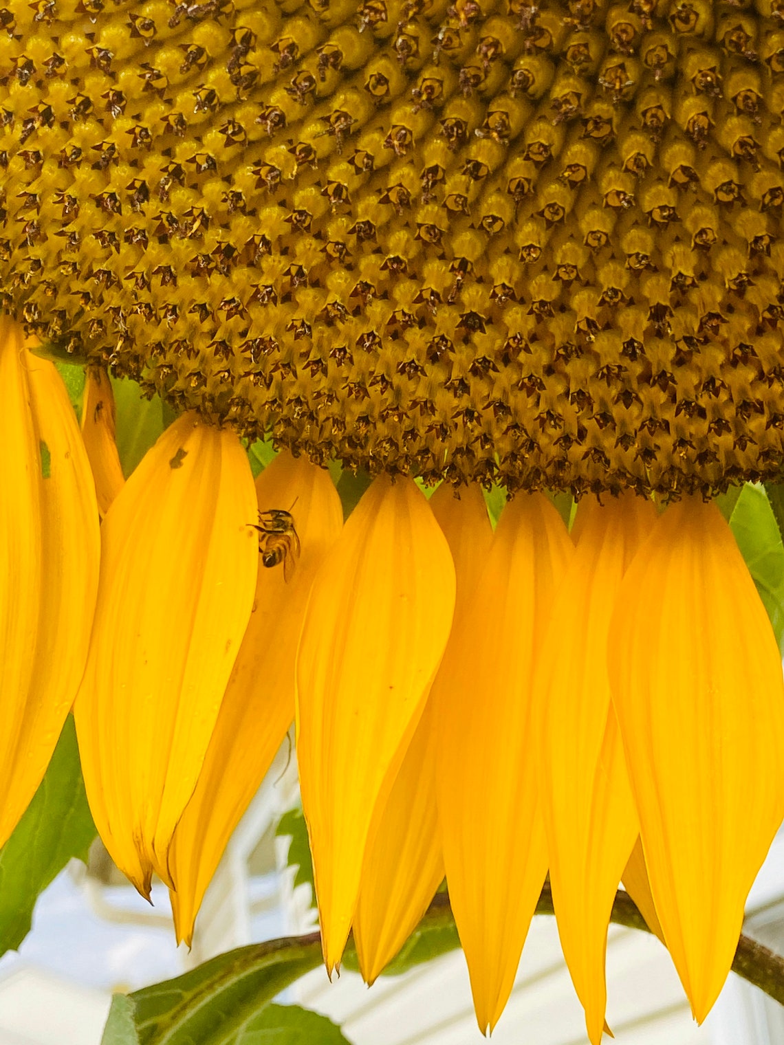 Mammoth Sunflower Seeds Russian Mammoth Seed Packet Etsy