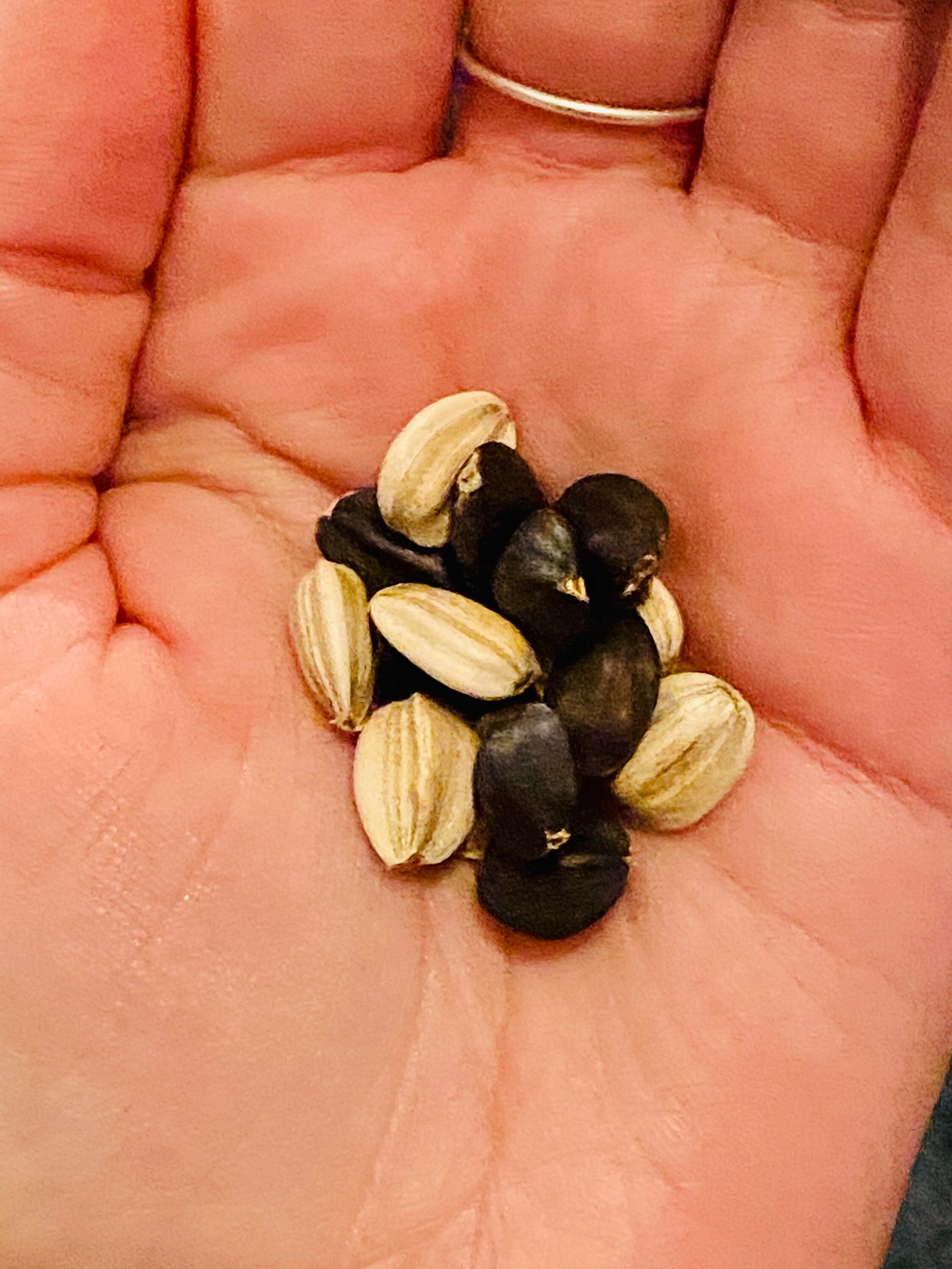 Mammoth Sunflower Seeds Russian Mammoth Seed Packet Etsy