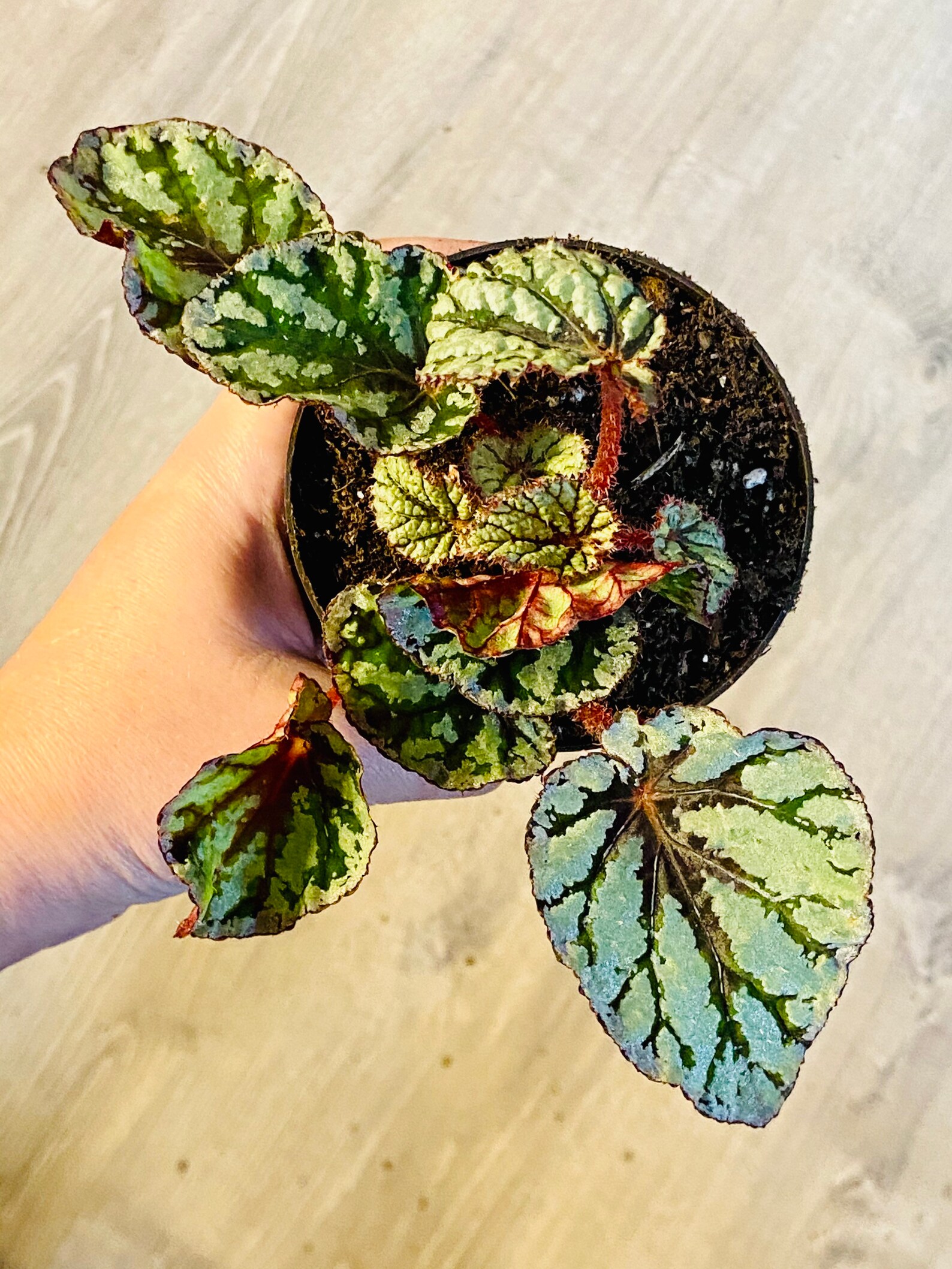5 Escargot Rex Begonia Plant Begonia Rex Unique Hybrid Etsy