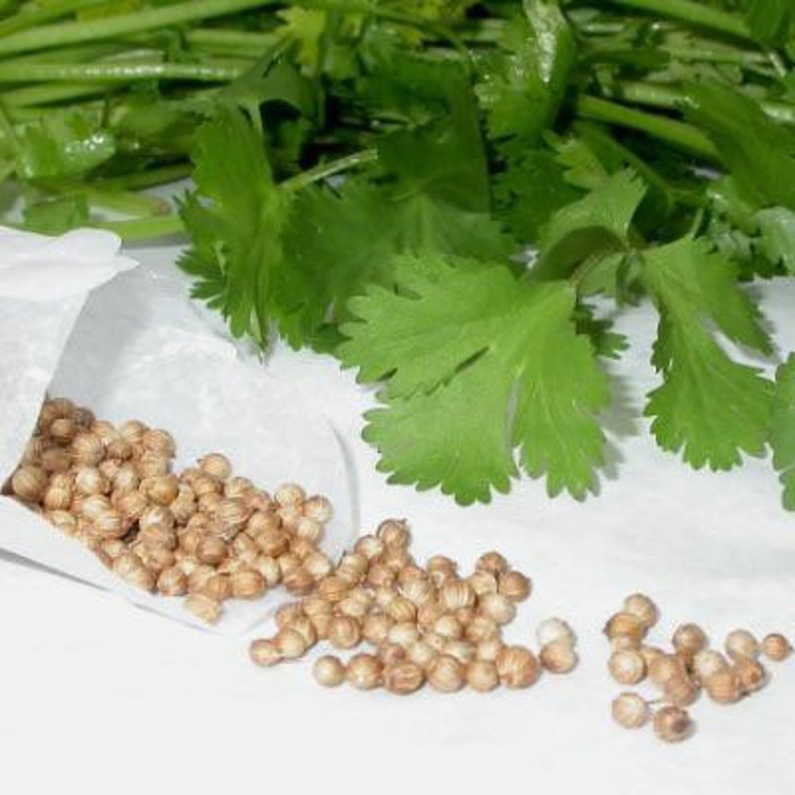 Organic Cilantro Seeds Seed Packet Coriander Cooking Etsy