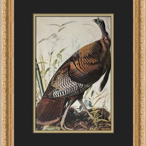 John James Audubon Wild Turkey Custom Framed Print