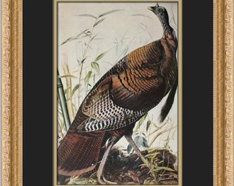 John James Audubon Wild Turkey Custom Framed Print