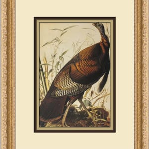 John James Audubon Wild Turkey Custom Framed Print