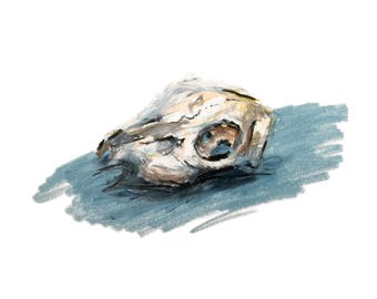 May include: Watercolor painting of a rabbit skull, rendered in shades of white, brown, and gray. The skull rests on a blue-gray shaded background, creating a contrast against the white backdrop. The artwork captures the delicate structure of the skull.