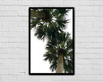 Palm Tree Photography Decor Art - Framed Wall Picture - Tropics - Nature - Looking Up - Double Palms - Good Vibes - Caribbean - Artsy Prints