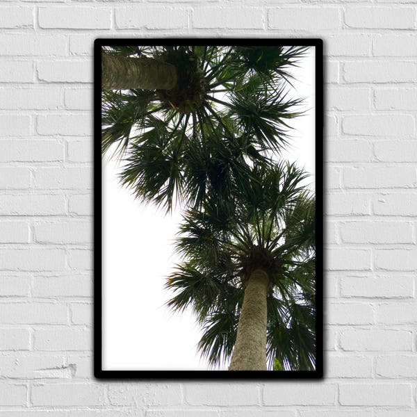 Palm Tree Photography Decor Art - Framed Wall Picture - Tropics - Nature - Looking Up - Double Palms - Good Vibes - Caribbean - Artsy Prints