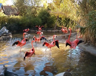 Flamingo Dance Photograph