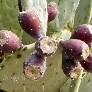 Crazy Cactus Fruit  Photograph 16&quot; x 20&quot;