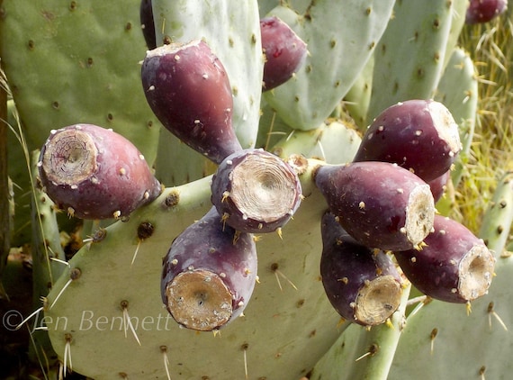 Crazy Cactus Fruit Photograph 16" X 20" - Etsy