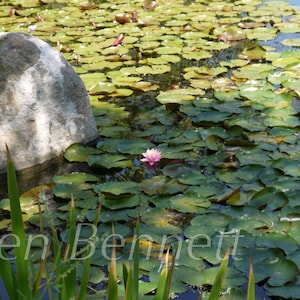 Water Lilies Photograph 16 x 24 image 1