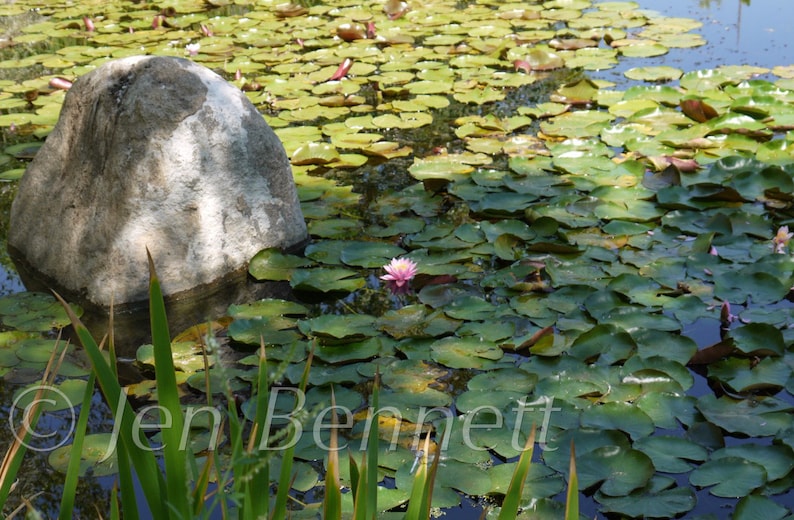 Water Lilies Photograph 16 x 24 image 1