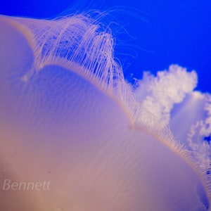 Pelos de Medusa - Moon Jellyfish - Pink
