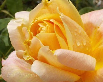 May include: A close-up of a yellow rose with soft, delicate petals. The rose is in full bloom and has a few water droplets on its petals.