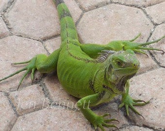 Breakfast Buddy Photograph Iguana 10" x 10"