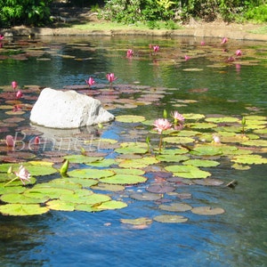 Tranquil Water Lily Pond Photograph 8&quot; x 12&quot; Hawaii