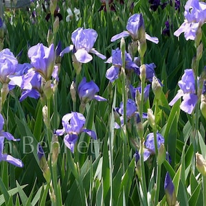 Spring is here! Photograph - Iris  16&quot; x 24&quot;