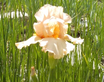 Sunglow Iris Photograph 8" x 10"