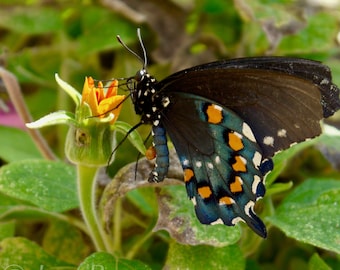 Pipevine Swallowtail Photograph - Butterfly 12" x 12"